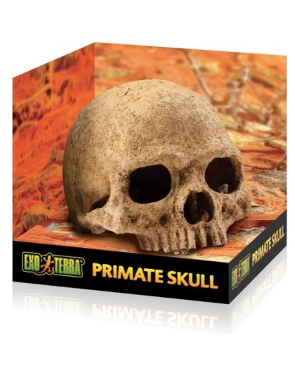 Exo Terra Terrarium Primate Skull Decoration - 1 count