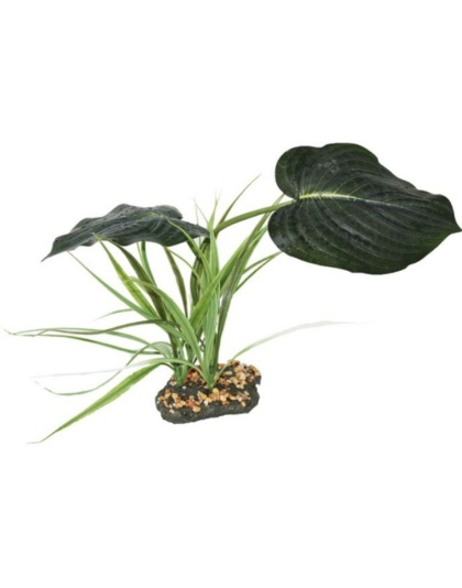 Komodo Woodland Canopy Terrarium Plant - 1 count