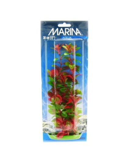 Marina Red Ludwigia Plant - 12" Tall