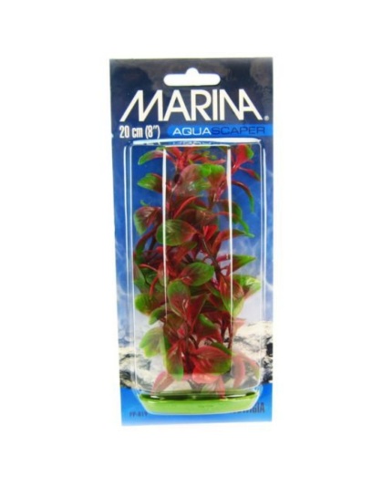 Marina Red Ludwigia Plant - 8" Tall